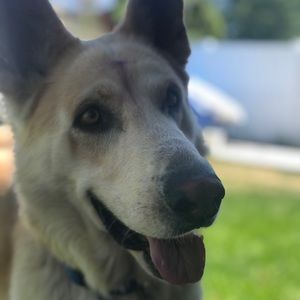 Meet your Posher, Dulce